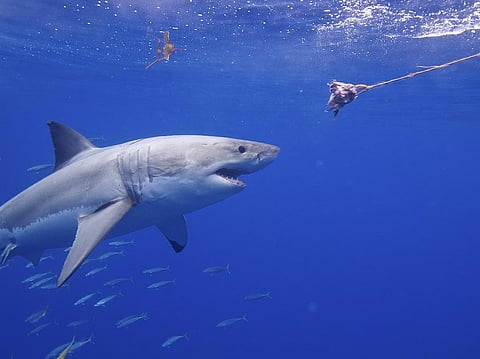 The study found an estimated 333 breeding white sharks around the entire South African coastline Credit: Elias Levy/Flicker