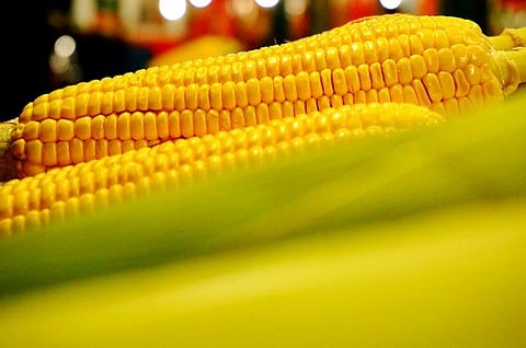 Maize is Africa’s most widely grown crop and the main staple for more than 300 million people across the continent
Credit: erfan a. setiawan/Flickr