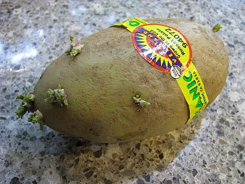 Is it safe to eat sprouting potatoes?
Credit: NatalieMaynor/Flickr