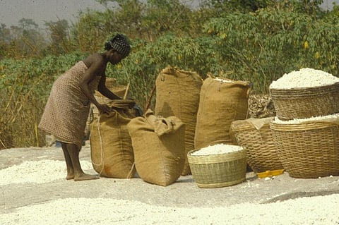 Resumption of agricultural activities is needed to ensure that people produce enough food and to revive the rural economy
Credit: FAO