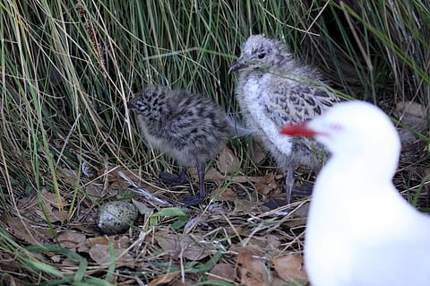 The highest percentage of cannibalism occurred between 2007-2010 when nesting seasons were preceded by rising sea temperature. Credit: Francisco Martins / Flicker