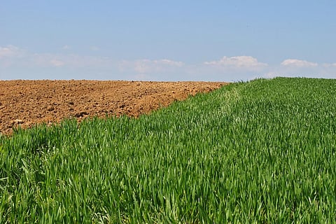 A study has predicted that decreased food production due to climate change will lead to thousands of deaths (credit: Ed Clayton/CC)