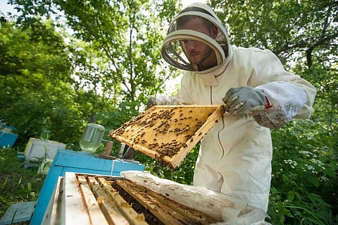 Antibiotics will not be available over the counter to beekeepers. (Credit: iStock)