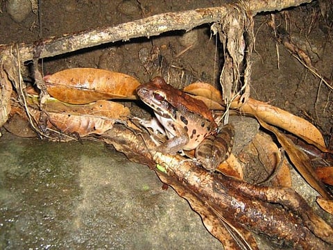 Mountain chickens were first observed dying of chytrid on Dominica in 2002 (Daniel Nicholson / ZSL, Author provided)