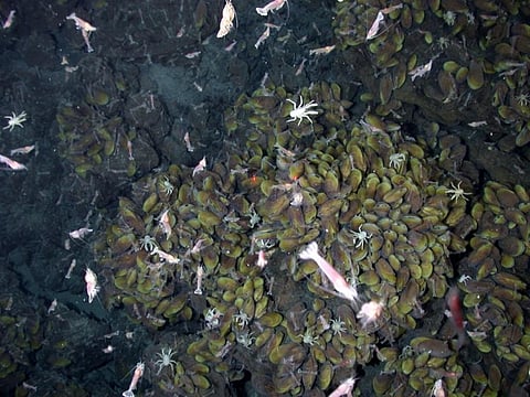 Did life evolve around deep-sea hydrothermal vents? (Credit: US National Oceanic and Atmospheric Administration/Wikimedia Commons)