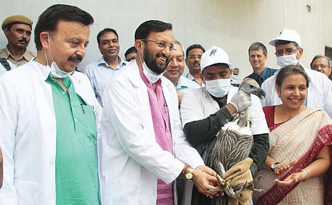 Prakash Javadekar releases the Himalayan Griffon vultures at the Jatayu Conservation Centre in Pinjore, Haryana, on June 5 this year (Source: PIB)