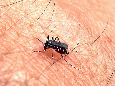 Globally, around 3.2 billion people are at risk of contracting malaria (Credit: John Ragai/Flickr)