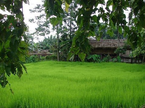 Indian research can help cut nitrogen fertiliser waste