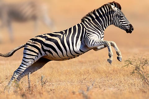 If horses were so important to human civilisation, why not the zebra? (Credit: iStock)