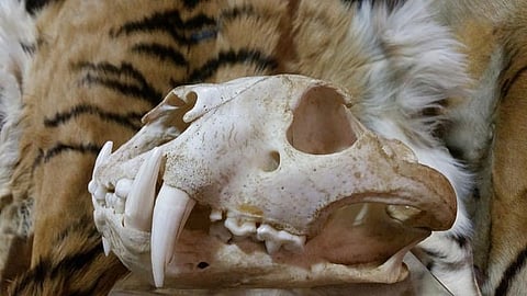 Globally, illegal trade of wildlife is estimated to be worth $19 billion per year, and is rising at an alarming rate
Credit: USFWS Mountain-Prairie/Flickr