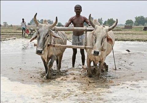 It will be necessary to increase the production of safe and nutritious food in a sustainable way and meet a growing demand driven by the population increase
Credit: Vikas Choudhary