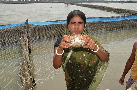 Archana Rani Mondal is a crab farmer in southwestern Bangladesh. Left with no livestock or poultry after Cyclone Aila, Mondal shifted to crab farming and now leads a producers' group in her region (Photo: Kundan Pandey)