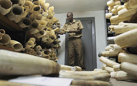 The proposal to create a Decision-Making Mechanism for future trade in ivory was rejected at the CITES Conference