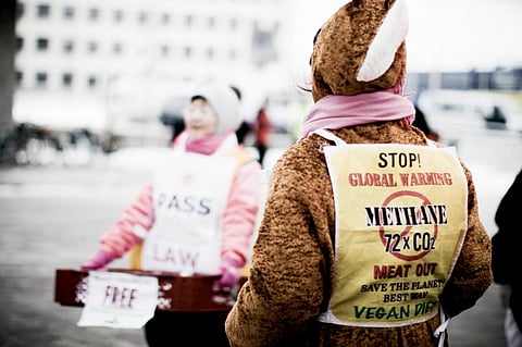Cows, and to a lesser extent sheep, are responsible for nearly a quarter of the global emissions of methane. Credit: Tam Thi L C / Flicker
