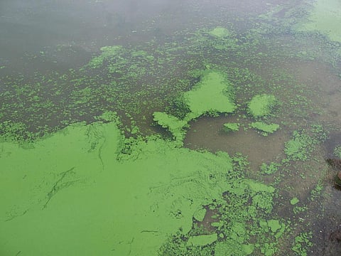 Harmful algal bloom occurs when some species of algae form high-biomass and toxic proliferations of cells (Credit: Jennifer LGraham/US Geological Survey)