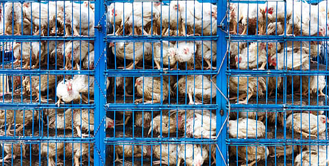 Industrial production of meat and dairy products is one of the leading contributors to global warming (Credit: iStock)