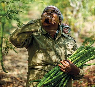 A worker collects pods at a moringa farm in Telangana's Zaheerabad town (Photo: Tejaswi Dantuluri)
