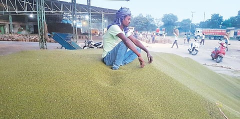 A bumper harvest has not brought down retail prices. Consumers are still buying moong dal for I115-125 per kg and tur dal for I120-140 per kg