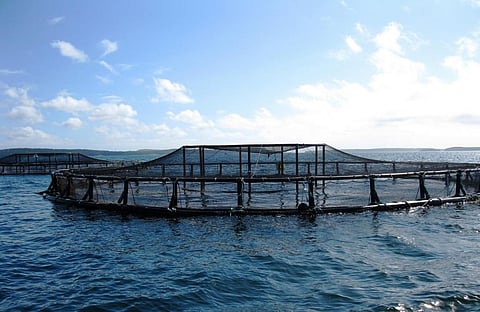 Intensive aquaculture is relatively new, with supply rising tenfold since the mid-1980s. Credit: NOAA/ Flicker