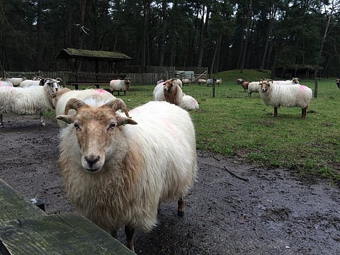 This viral disease of goats and sheep is characterised by fever, mouth sores, diarrhea, pneumonia and sometimes death. Credit: Kars Alfrink / Flicker