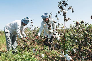 In Gujarat, the pink bollworm
had put 25-100 per cent of
the Bt cotton crop at risk by
January 2016 (Photo: Nandan Dave)