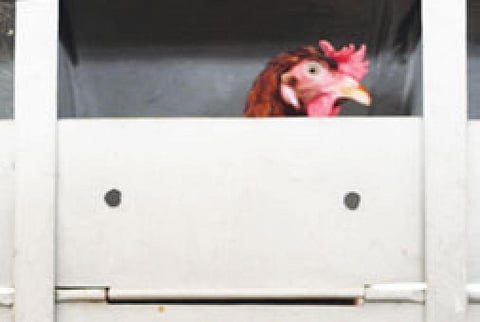 Cage the abusers