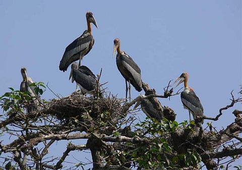 Greater Adjutants in a nest at the Dadara village nesting colony in Assam, India. Credit: Purnima Barman