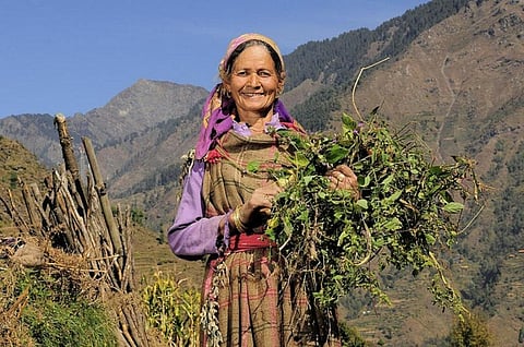 Though nearly half the world’s agricultural labour force is female, women own less than 20 per cent of agricultural land
Credit: CIAT