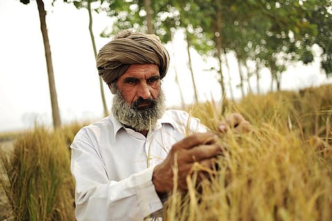 There is a compulsion for every loanee farmer to buy this insurance scheme and they are forced to pay premium. Credit: CIAT/ Flicker