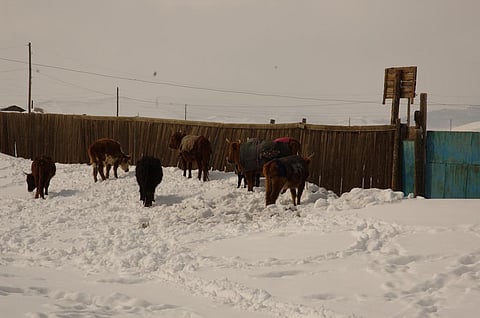 In 2015, as many as 1.1 million livestock died.Credit: Honza Soukup / Flicker