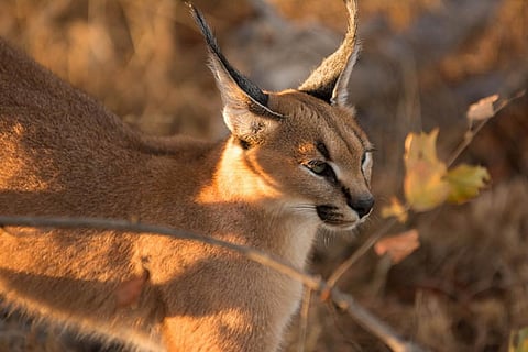 Caracals are a rare species of cat protected under Schedule I of Wildlife (Protection) Act, 1972. Credit: Peter Mackenzie / Flicker