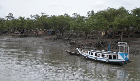 Increasing mangrove cover to act as bio shield against floods and further erosion is necessary in the Sundarbans
Credit: Deepanwita Niyogi