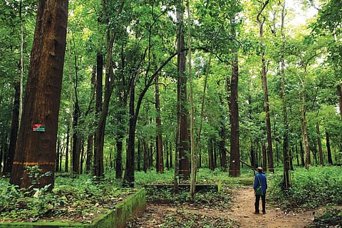 Maharashtra has around 0.3 million hectare of
plantations under the state's forest development
corporation, the most in any state of the country,
and has witnessed cases of conflict with forestdependent
tribes over benefit-sharing (Photo: Ajeeb Komachi)