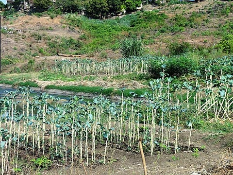 Agriculture accounts for 70 per cent of global freshwater withdrawals and more than 90 percent of its consumptive use
Credit: SuSanA Secretariat/Flickr