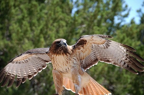 Paprocki’s team has recorded 43 per cent decline in the hawk’s population at migratory sites
Credit: ~Pawsitive~Candie_N/Flickr