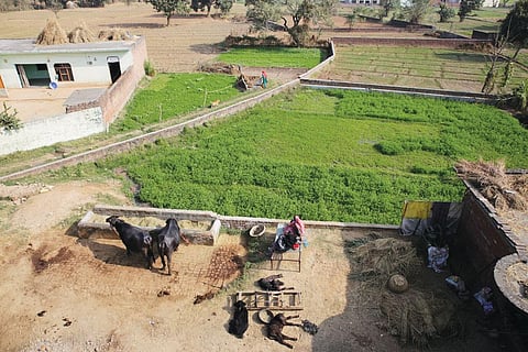 Most people in Sukhomajri have
abandoned farming and are rearing
livestock or migrating to neighbouring
towns to work in brick kilns (Photo: Vikas Choudhary)