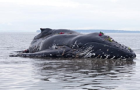 Mass whale stranding has occurred since human records began, and happens somewhere in the world on a regular basis (Credit: iStock)