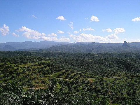 The rate of deforestation in Indonesia has overtaken Brazil. In Southeast Asia, oil palm plantations contribute to forest loss
Credit: a_rabin/Flickr