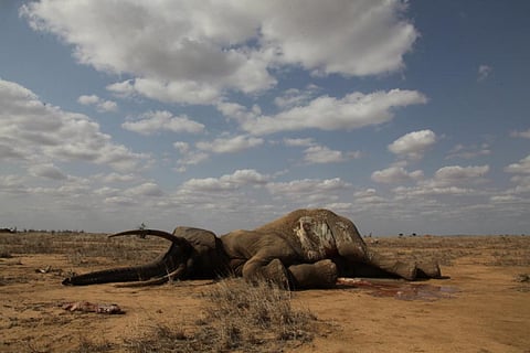 The decline in elephant numbers was attributed to cross-border poaching (Credit: iStock)