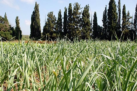Agricultural production needs to be scaled up to meet rising food demand
Credit: StateofIsrael/Flickr