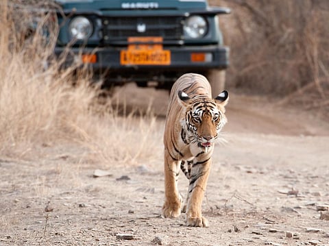 Incidents of poaching of tigers and leopards have been on the rise in the state.