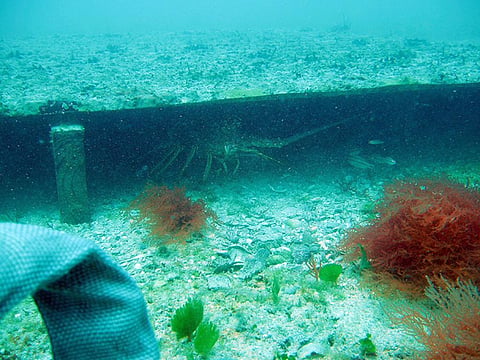 For over two decades, thousands of indigenous ‘Miskito’ divers along the Caribbean coast have risked their lives diving for spiny lobsters
Credit: NOAA
