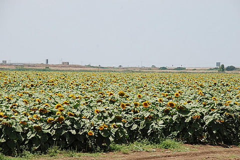 Climate change and erratic weather are altering agricultural production
