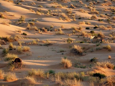 The Sahara was once was a highly productive and predictable ecosystem in which hunter-gatherers appear to have flourished
Credit: Wonker/Flickr
