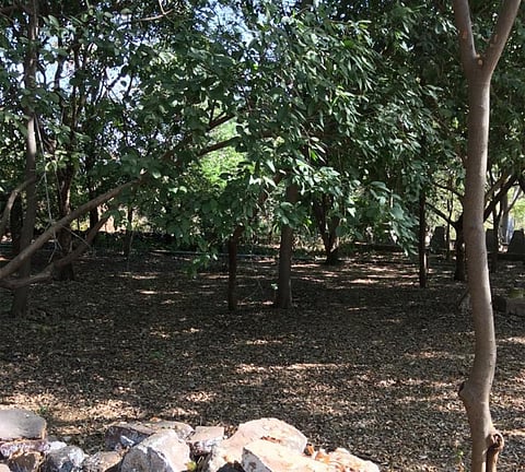 A sacred grove in Bhopal, India. Woods and sacred groves have featured as an integral part of our culture, religion and literature
Credit: Deepanwita Niyogi
