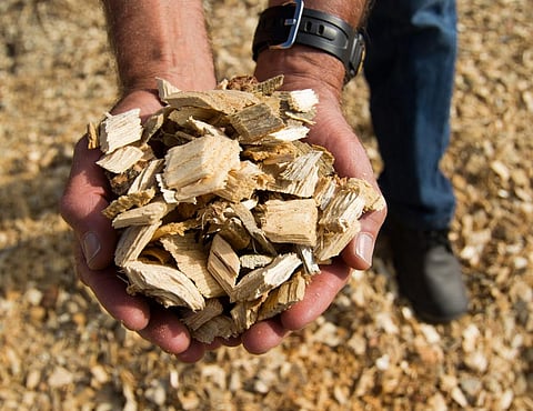 Scientists used various types of biomass, including pieces of wood, paper and leaves to produce clean hydrogen. Credit: Oregon Forest Dept / Flicker