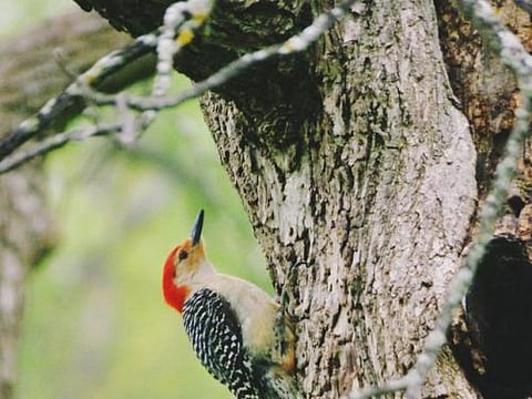 A more efficient organisation to convey scientific works to governments could help meet international commitments to stop biodiversity loss