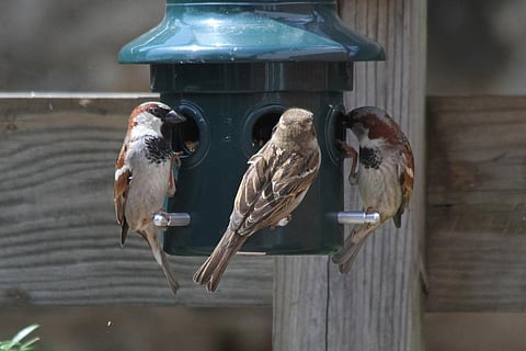 The blame goes to us humans who have robbed them of their nesting places, food and their right to sleep. Credit: Jim, the Photographer / Flicker