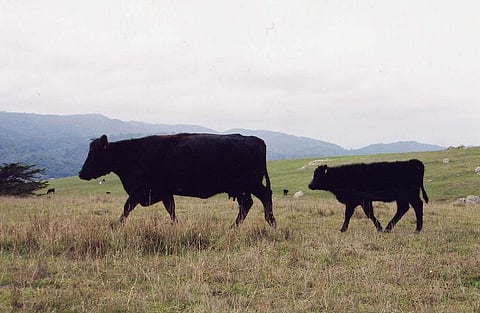 Besides rising temperatures and drought, nutrient availability may also have a direct effect on body size. Credit:Kai Schreiber / Flicker