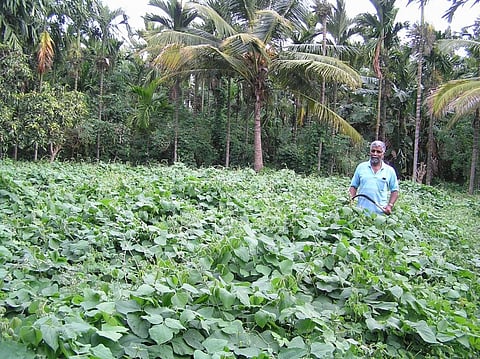 Inspired from Masanobu Fukuoka, a pioneer in natural farming in Japan, Murthy switched to natural farming in 1988. Credit: M K Kailash Murthy